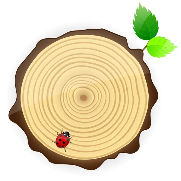 Cross section of tree trunk showing growth rings - Stok Vektor