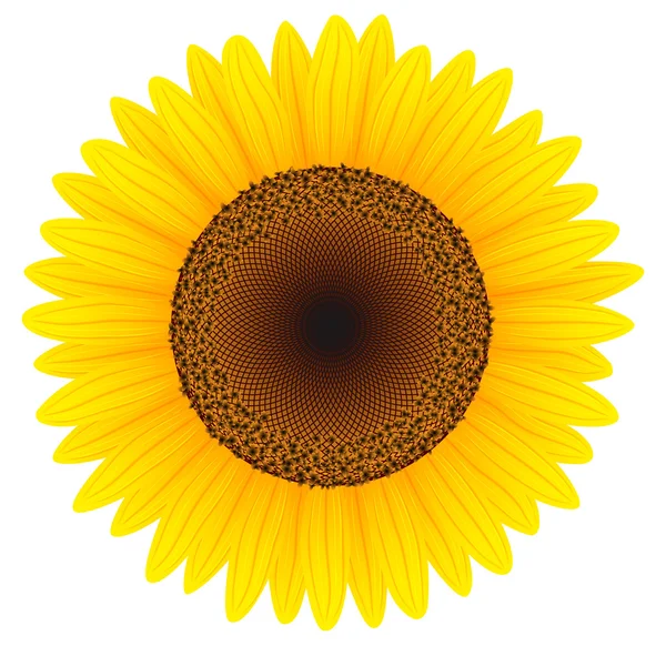 Girasol — Vector de stock