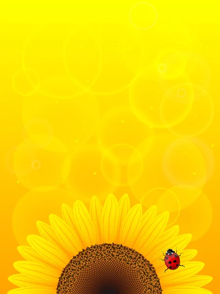 Zonnebloem en lieveheersbeestje op gele achtergrond. — Stockvector