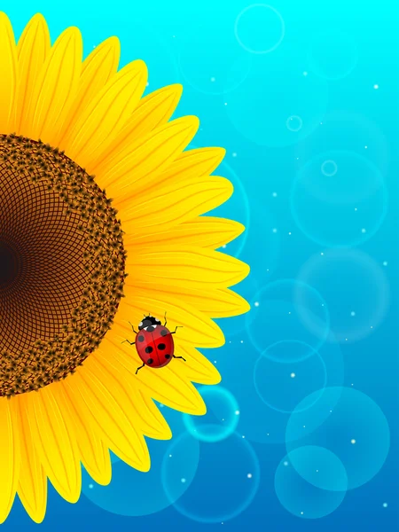 Girasole e coccinella su sfondo blu . — Vettoriale Stock