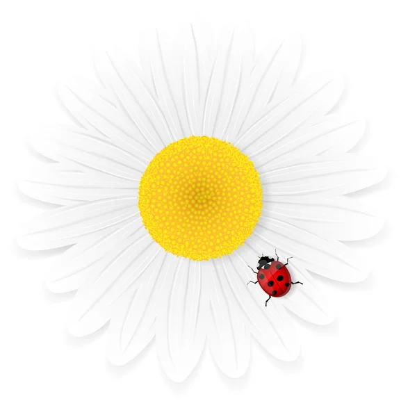 Kamomill blomma och ladybird — Stock vektor