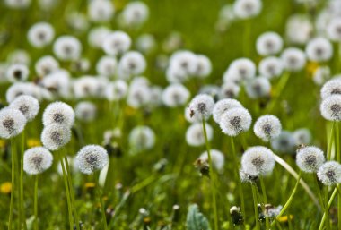 Dandelions bir alanda