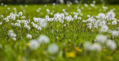 Dandelions bir alanda