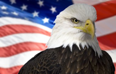 Kel kartal yak²n Amerikan bayrağı ile.