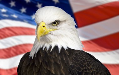 Kel kartal yak²n Amerikan bayrağı ile.