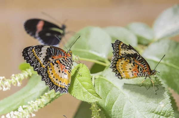 Beauty butterflies on leafs — Stock Photo, Image