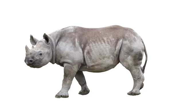 Black rhinoceros isolated on white — Stock Photo, Image