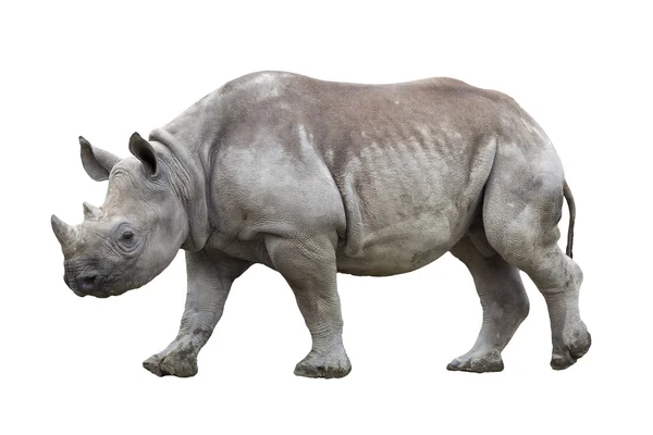 Black rhinoceros isolated on white — Stock Photo, Image