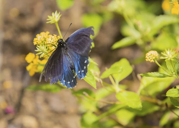 Monarkfjärilen utfodring på blomma — Stockfoto