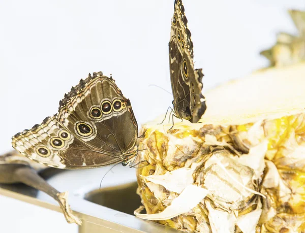 Beauty butterfly feeding on pinapple — Stock Photo, Image