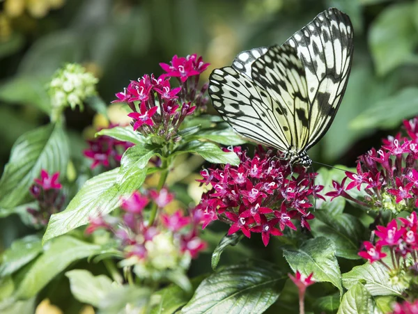 Papillon monarque se nourrissant de fleurs — Photo