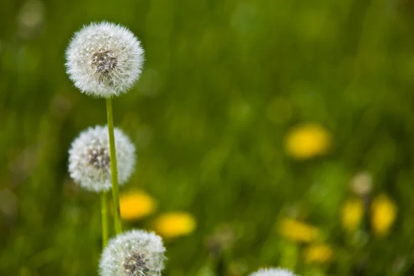 Dandelions in a field — Stock Photo, Image
