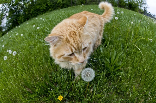 Gato oliendo un diente de león en un campo — Foto de Stock