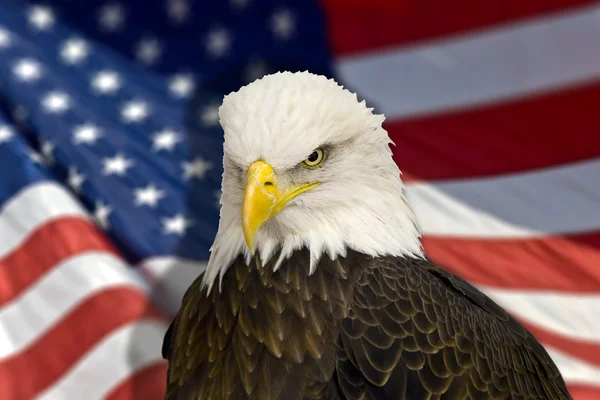 Bald eagle with american flag out of focus. — Stock Photo, Image