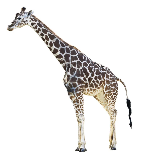 Giraffe isolated in white — Stock Photo, Image