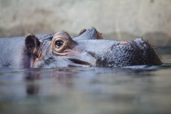 Плавание бегемота на уровне воды — стоковое фото