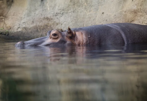 Schwimmendes Nilpferd auf Wasserstand — Stockfoto