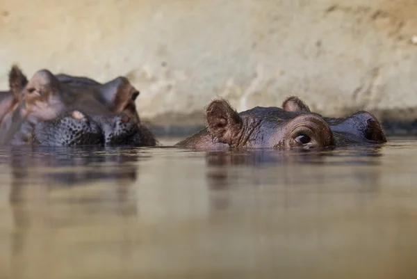 Плавання гіпопотама на рівні води — стокове фото