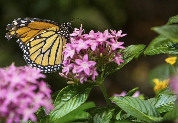 Monarkfjärilen utfodring på blomma — Stockfoto