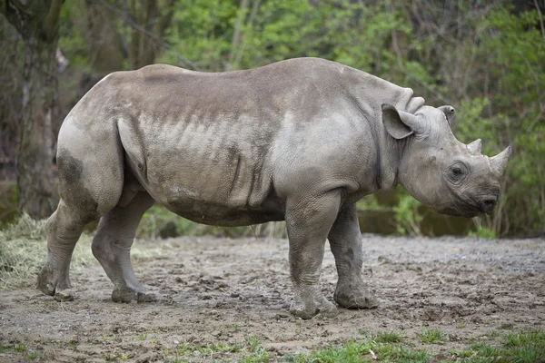 Black rhinoceros isolated on white — Stock Photo, Image