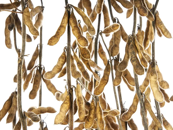 Sojabohnen isoliert auf weißem Hintergrund — Stockfoto