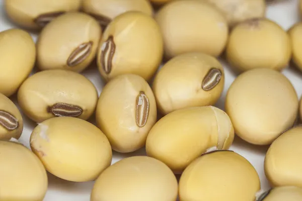 Soybeans close up macro shot — Stock Photo, Image
