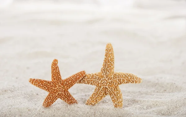 Star fish on the beach — Stock Photo, Image