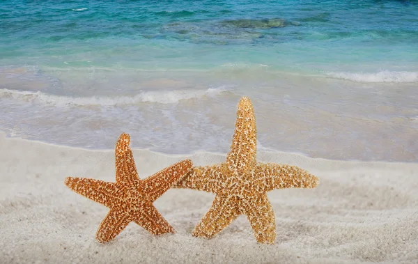 Star fish on the beach — Stock Photo, Image