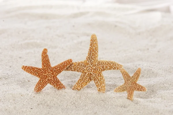 Star fish on the beach — Stock Photo, Image