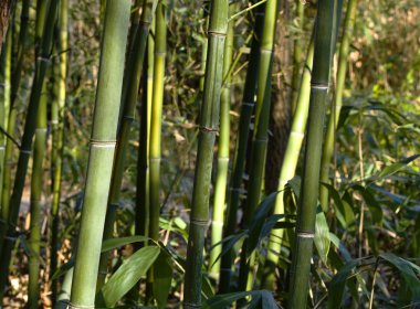 Bambu ormanı