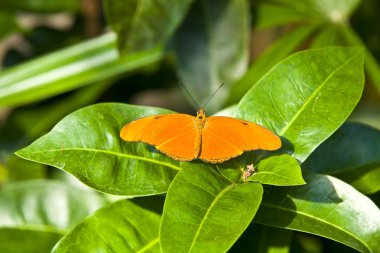 Kelebek yaprağın üzerinde dinleniyor