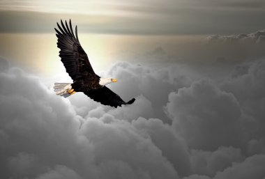 Bald eagle flying above the clouds clipart