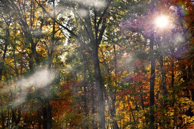 Sonbahar ormanlarında yol