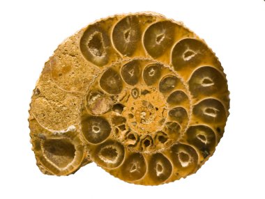 lezzetli tatlı yakın rulo