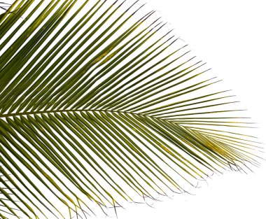 Green palm tree isolated on white background clipart