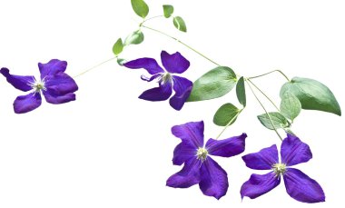 akasma üzüm beyaz zemin üzerine