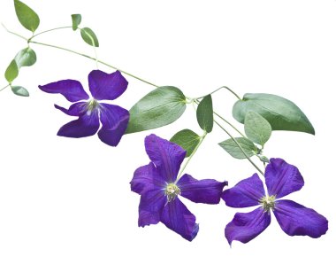 akasma üzüm beyaz zemin üzerine