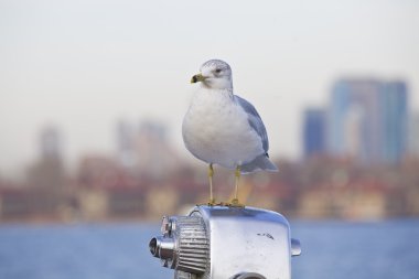Sea gull dürbün ön planda, arka planda aşağı manhattan
