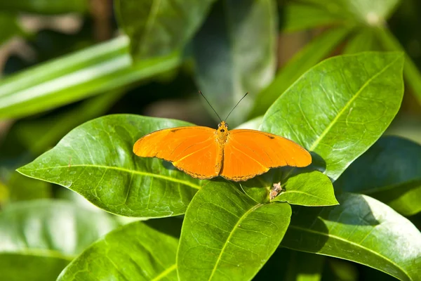 Borboleta descansando na folha — Fotografia de Stock