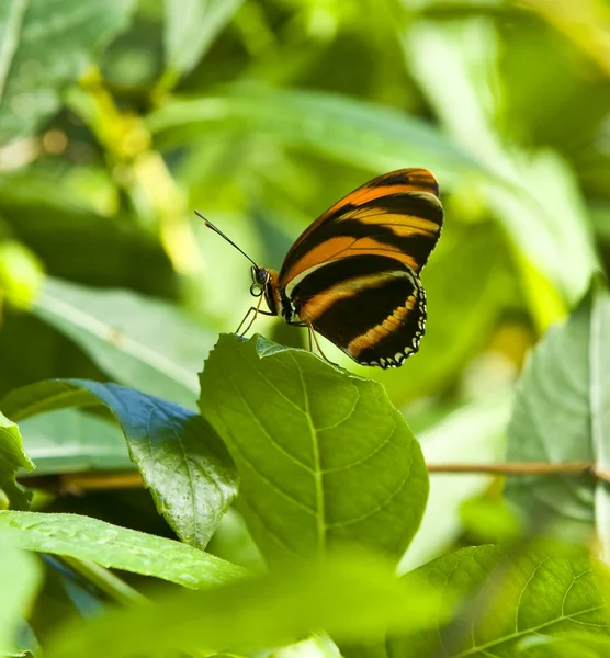 Papillon reposant sur la feuille — Photo