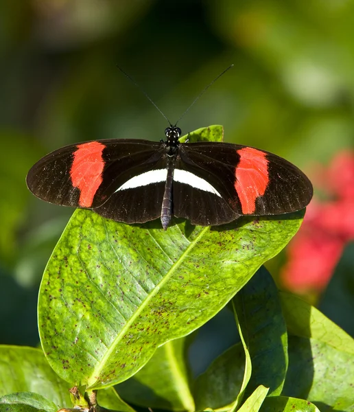 Schmetterling ruht auf Blatt — Stockfoto