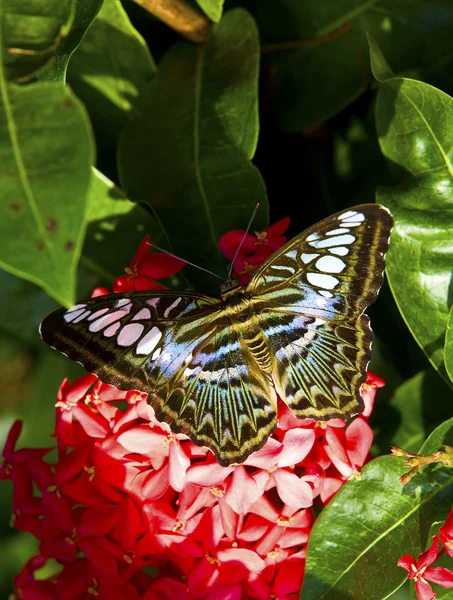 Kelebek yaprağın üzerinde dinleniyor — Stok fotoğraf