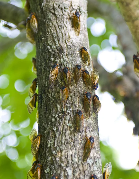 Cicadas camouflé sur un tronc d'arbre au printemps — Photo