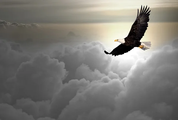 白头鹰在云层上面飞 — 图库照片