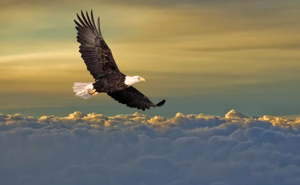 Bald eagle vliegen boven de clou — Stockfoto