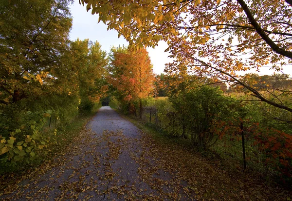 Path in autumn forest — Stock Photo, Image