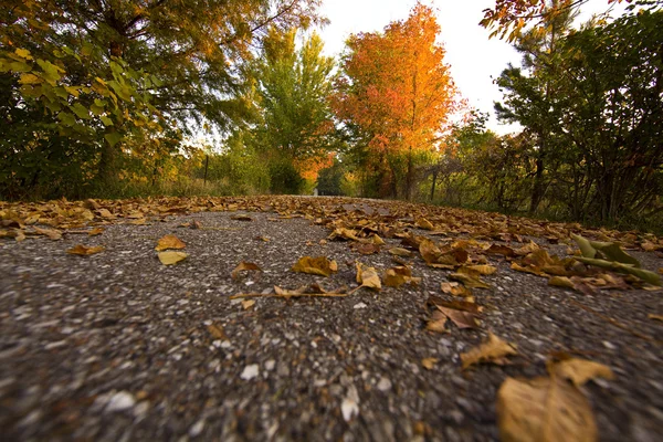 Path in autumn forest — Stock Photo, Image