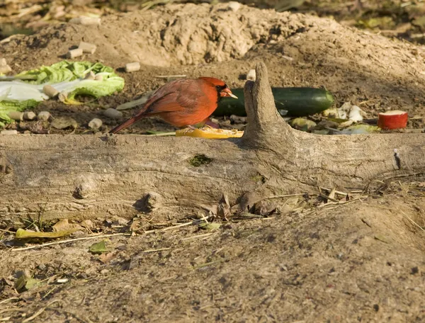 Red bird on tree — Stock Photo, Image