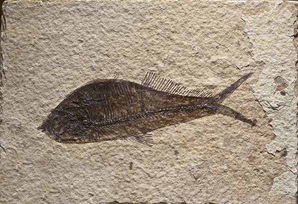 Fossiel van een vis — Stockfoto