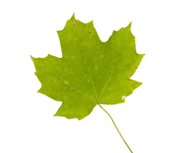 Folha de bordo verde no outono isolado no branco — Fotografia de Stock